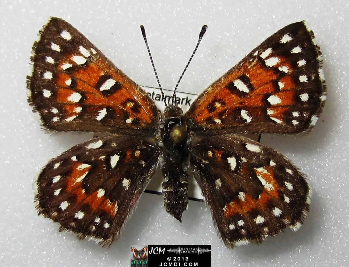 Apodemia mormo virguilti (Behr's Metalmark) images